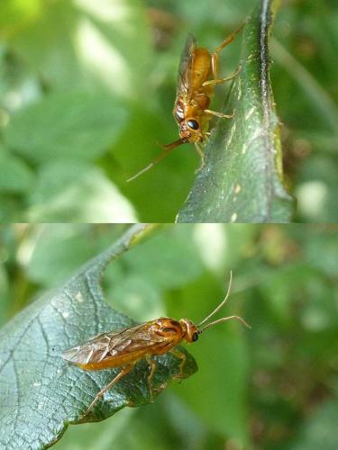 Réf. 92 678 : Nematinae inconnu