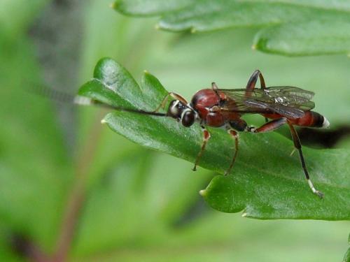 Crytea erythraea