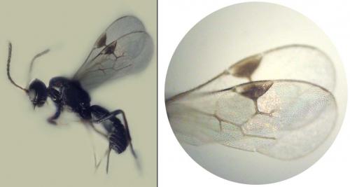 Réf. 92 408 : Neorhacodes enslini