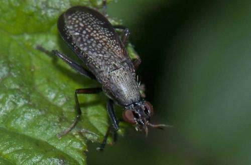 Réf. 92 141 : Coremacera marginata
