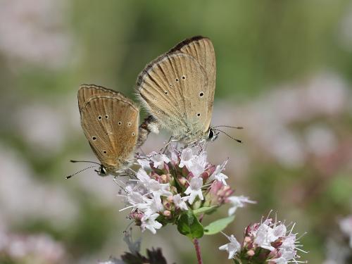 Polyommatus humedasae