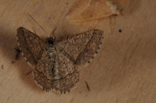 Réf. 92 399 : Isturgia murinaria