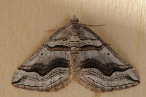 Scotopteryx peribolata