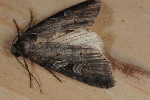 Stilbia anomala