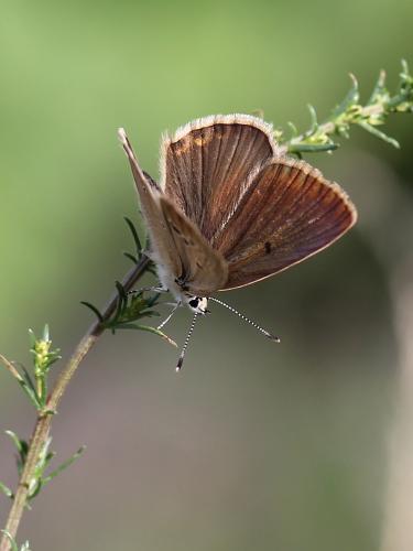 Réf. 92 300 : Polyommatus humedasae