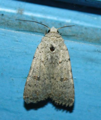 Caradrina clavipalpis
