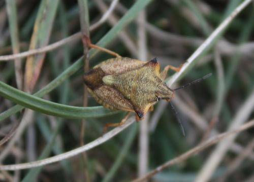 Carpocoris mediterraneus atlanticus