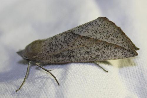 Réf. 92 913 : Compsoptera opacaria