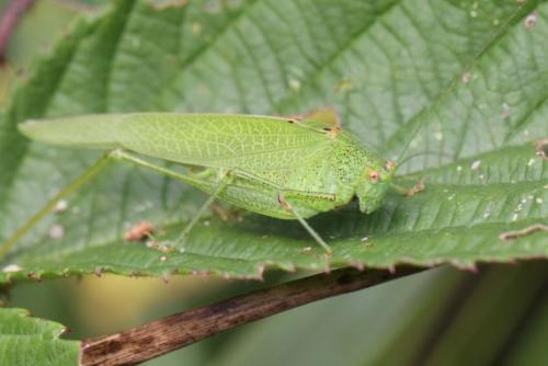 Phaneroptera nana