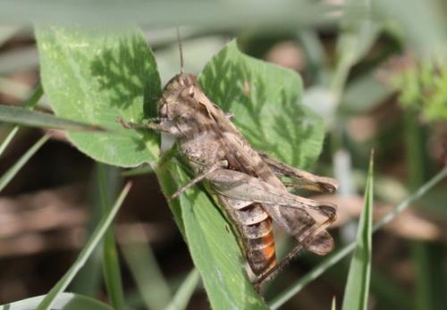 Chorthippus sp.