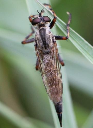 Tolmerus cingulatus