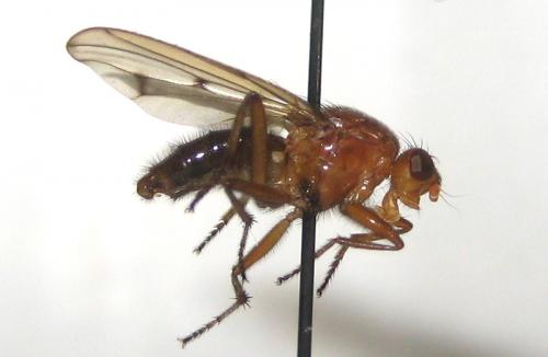 Réf. 92 910 : Neuroctena anilis
