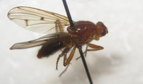 Réf. 92 915 : Neuroctena anilis