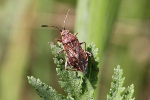 Stictopleurus sp.