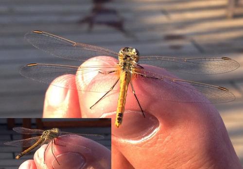 Sympetrum fonscolombii