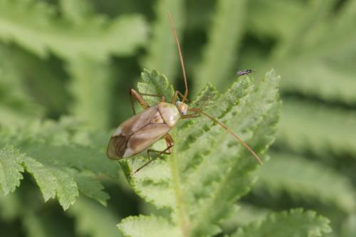 Réf. 92 249 : Adelphocoris sp.