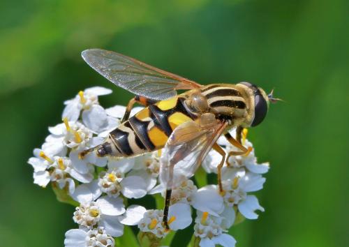 Réf. 92 154 : Helophilus trivittatus