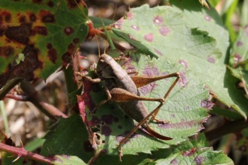 Pholidoptera griseoaptera