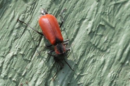 Anthocomus rufus