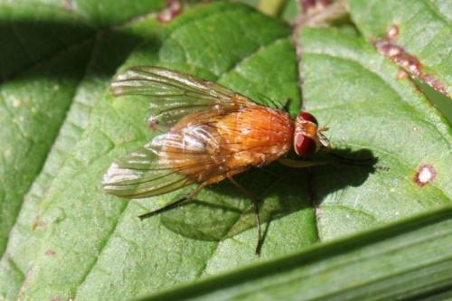 Phaonia pallida