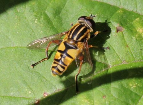 Helophilus pendulus