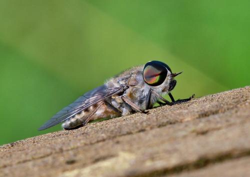 Tabanus bromius