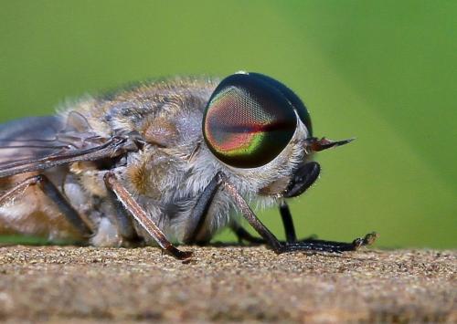 Réf. 92 461 : Tabanus bromius