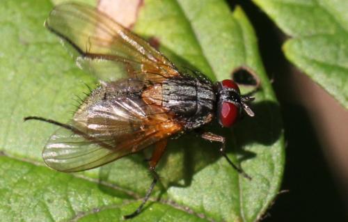 Mydaea sp.