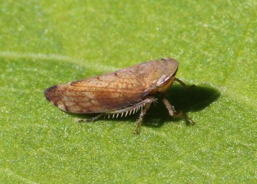 Fieberiella florii