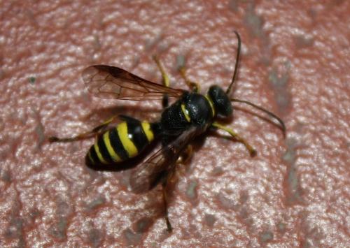 Réf. 92 562 : Gorytes sp.