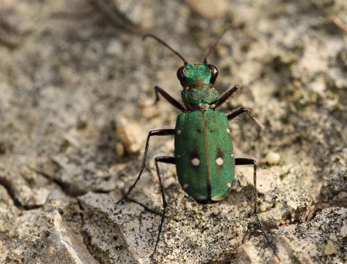 Cicindela campestris