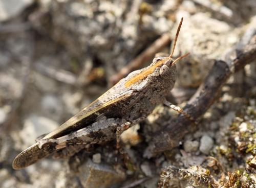 Réf. 92 354 : Aiolopus strepens