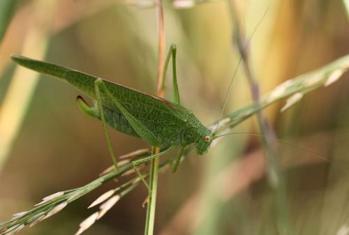 Phaneroptera nana