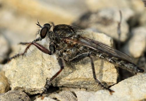 Réf. 92 694 : Tolmerus atricapillus