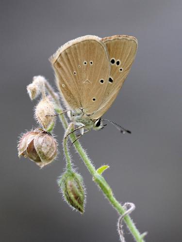 Polyommatus humedasae