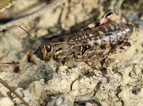 Réf. 92 611 : Calliptamus sp.