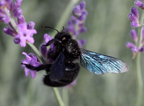 Réf. 92 310 : Xylocopa violacea