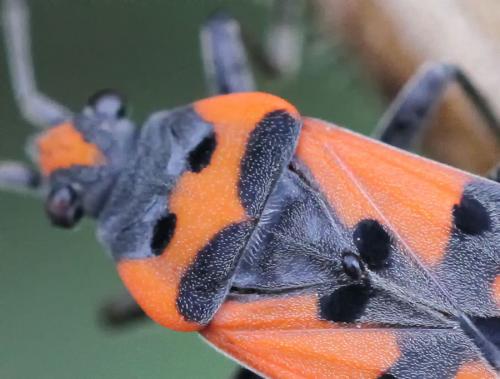 Lygaeus sp.