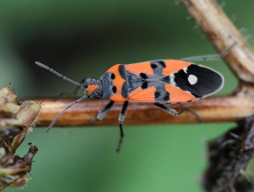 Lygaeus sp.