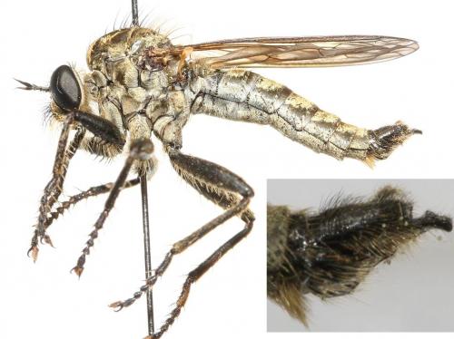 Dysmachus fuscipennis