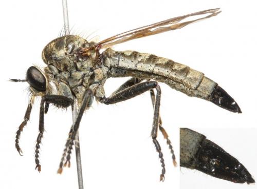 Dysmachus fuscipennis