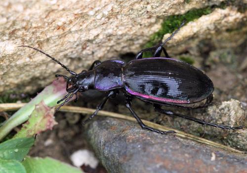 Réf. 92 302 : Carabus violaceus purpurascens