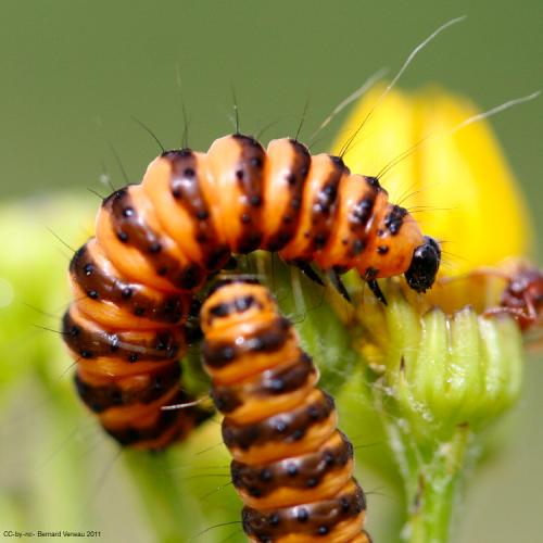 Tyria jacobaeae