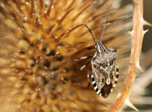 Réf. 92 731 : Codophila varia