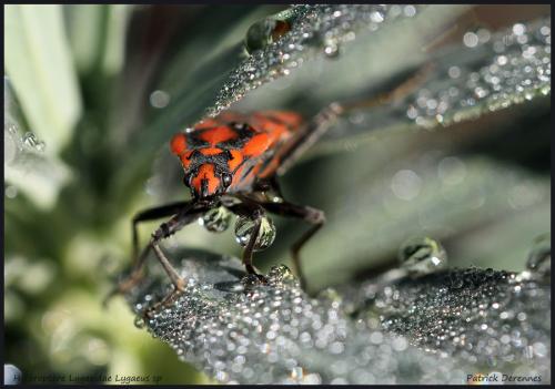 Spilostethus pandurus