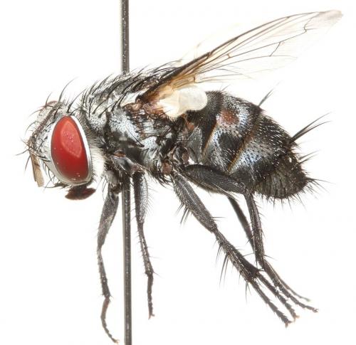 Dolichocolon paradoxum