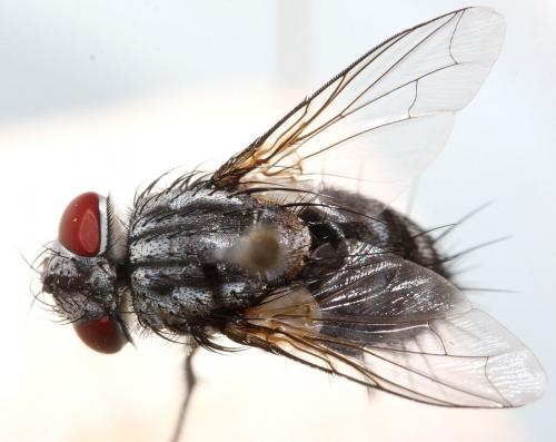 Réf. 92 243 : Dolichocolon paradoxum