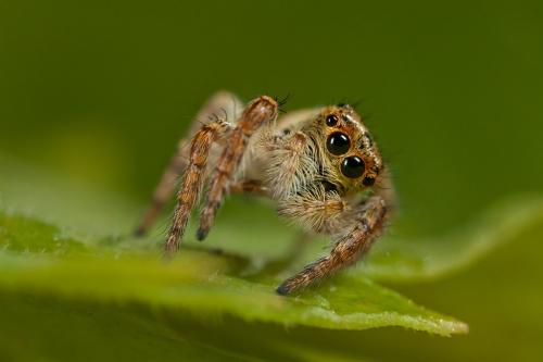 Carrhotus xanthogramma
