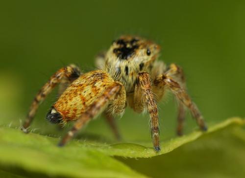 Réf. 92 483 : Carrhotus xanthogramma