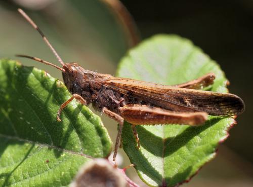 Réf. 92 838 : Chorthippus brunneus brunneus